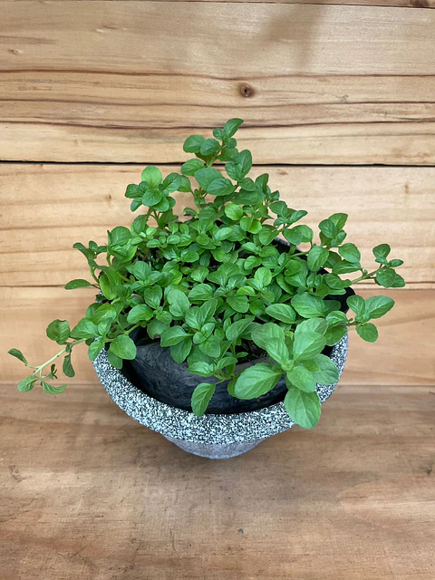 Plantas RV - Poleo tamaño S / (sin maceta)