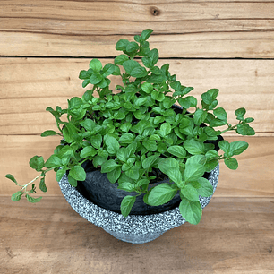 Plantas RV - Poleo tamaño S / (sin maceta)