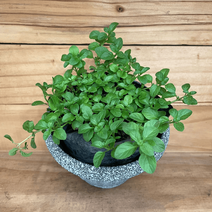 Plantas RV - Poleo tamaño S / (sin maceta) 1