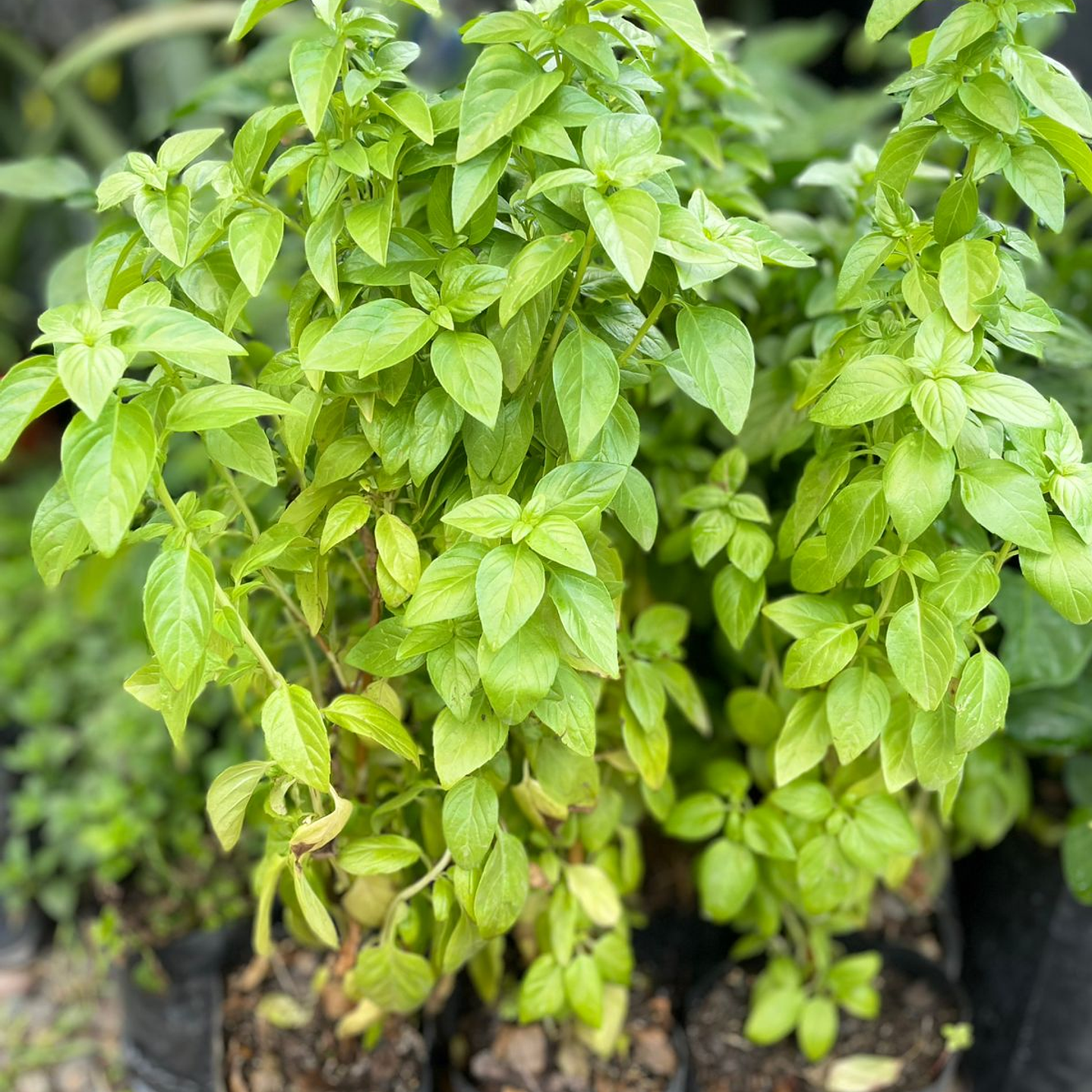 Plantas RV - Ají Verde 2