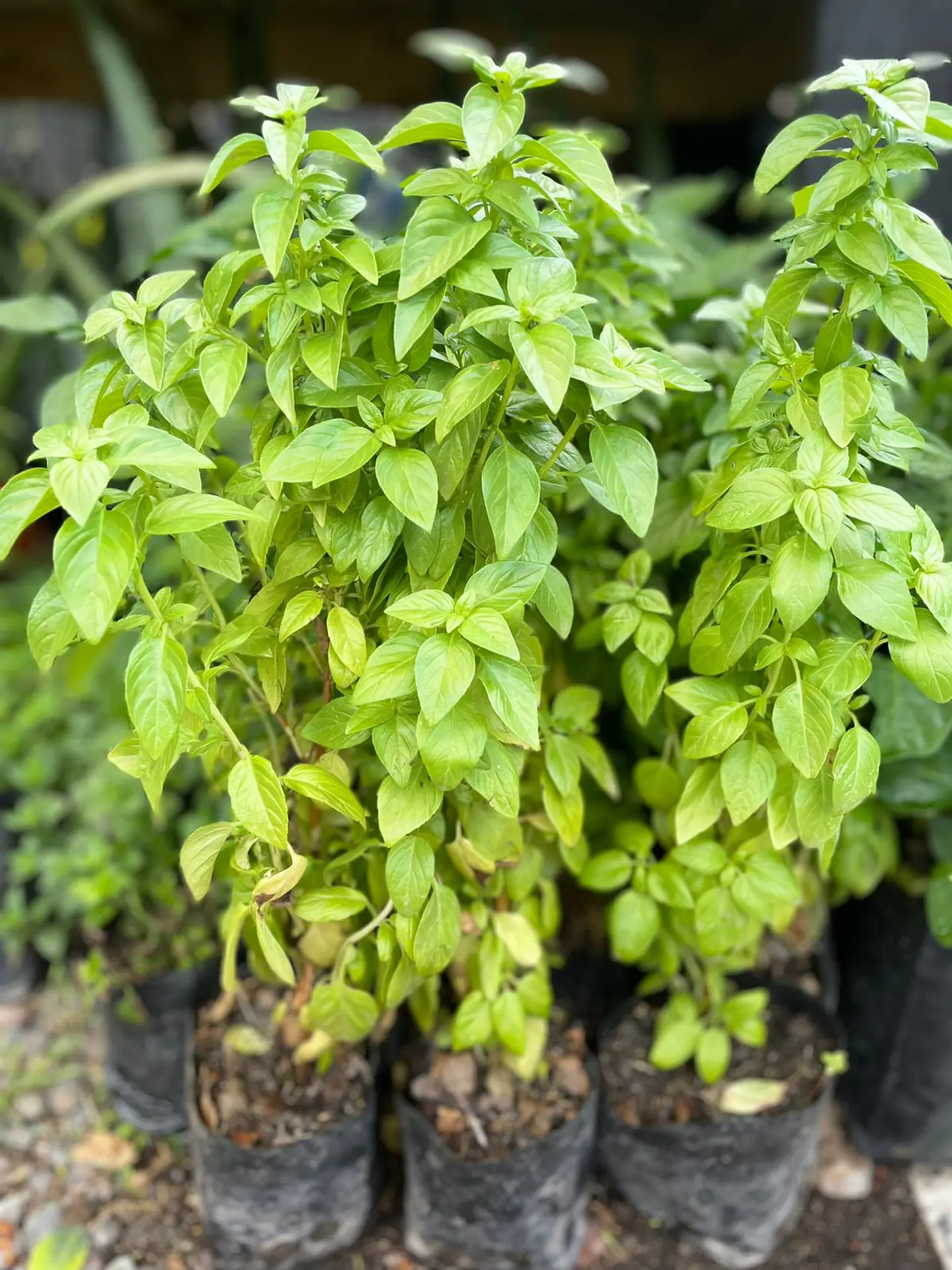 Plantas RV - Ají Verde 2