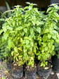 Plantas RV - Ají Verde - thumbnail 2
