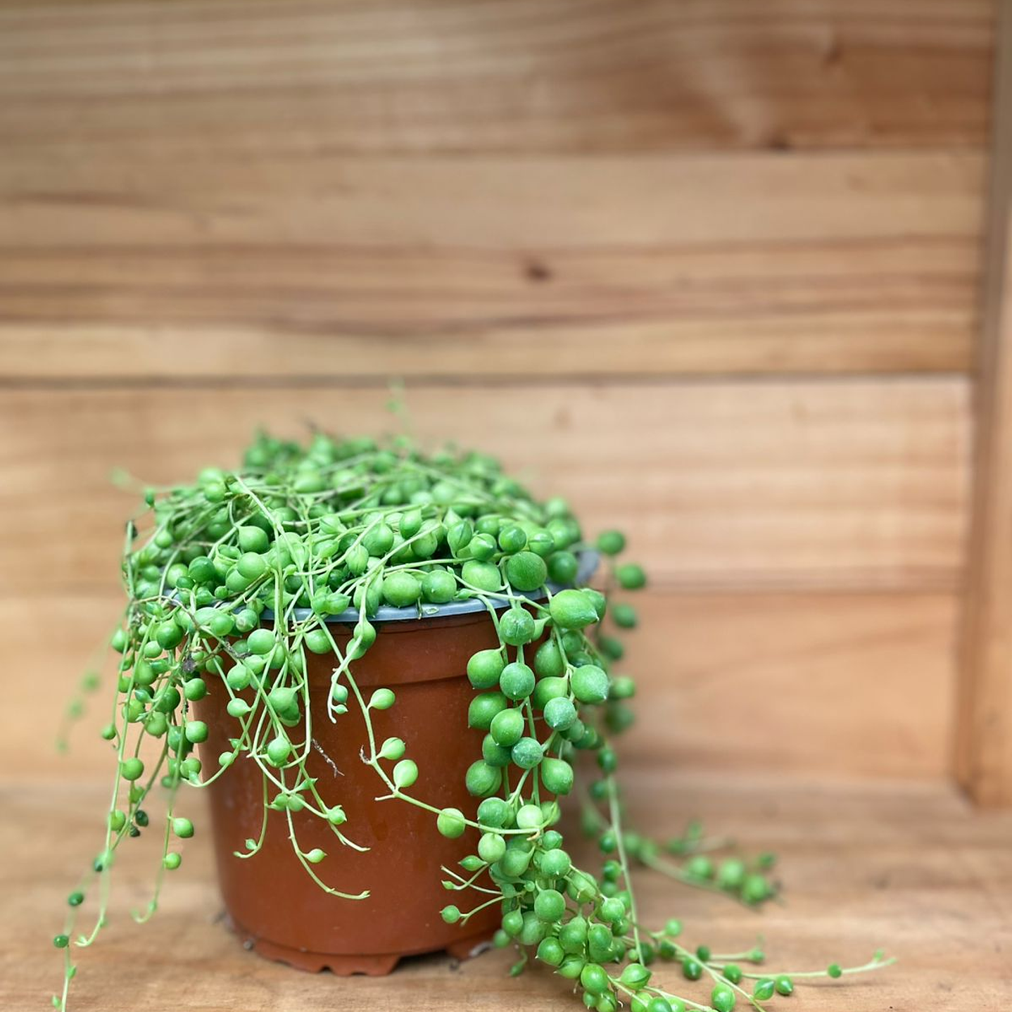 Plantas RV - Rosario Tamaño Tamaño M 1