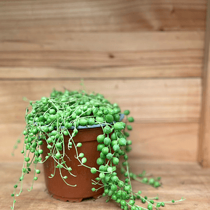 Plantas RV - Rosario Tamaño Tamaño M