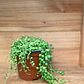 Plantas RV - Rosario Tamaño Tamaño M - thumbnail 1