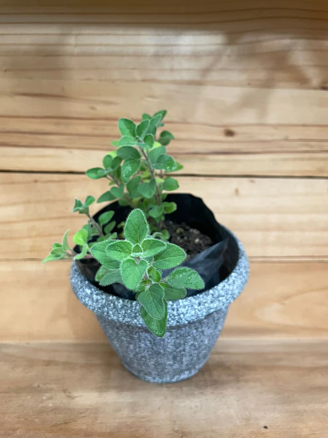 Plantas RV - Orégano tamaño S / (sin maceta)