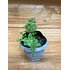Plantas RV - Orégano tamaño S / (sin maceta)