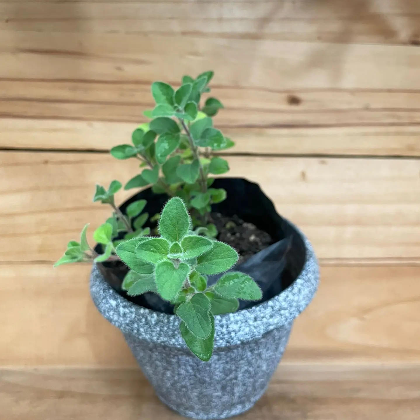 Plantas RV - Orégano tamaño S / (sin maceta) 1