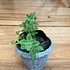 Plantas RV - Orégano tamaño S / (sin maceta)