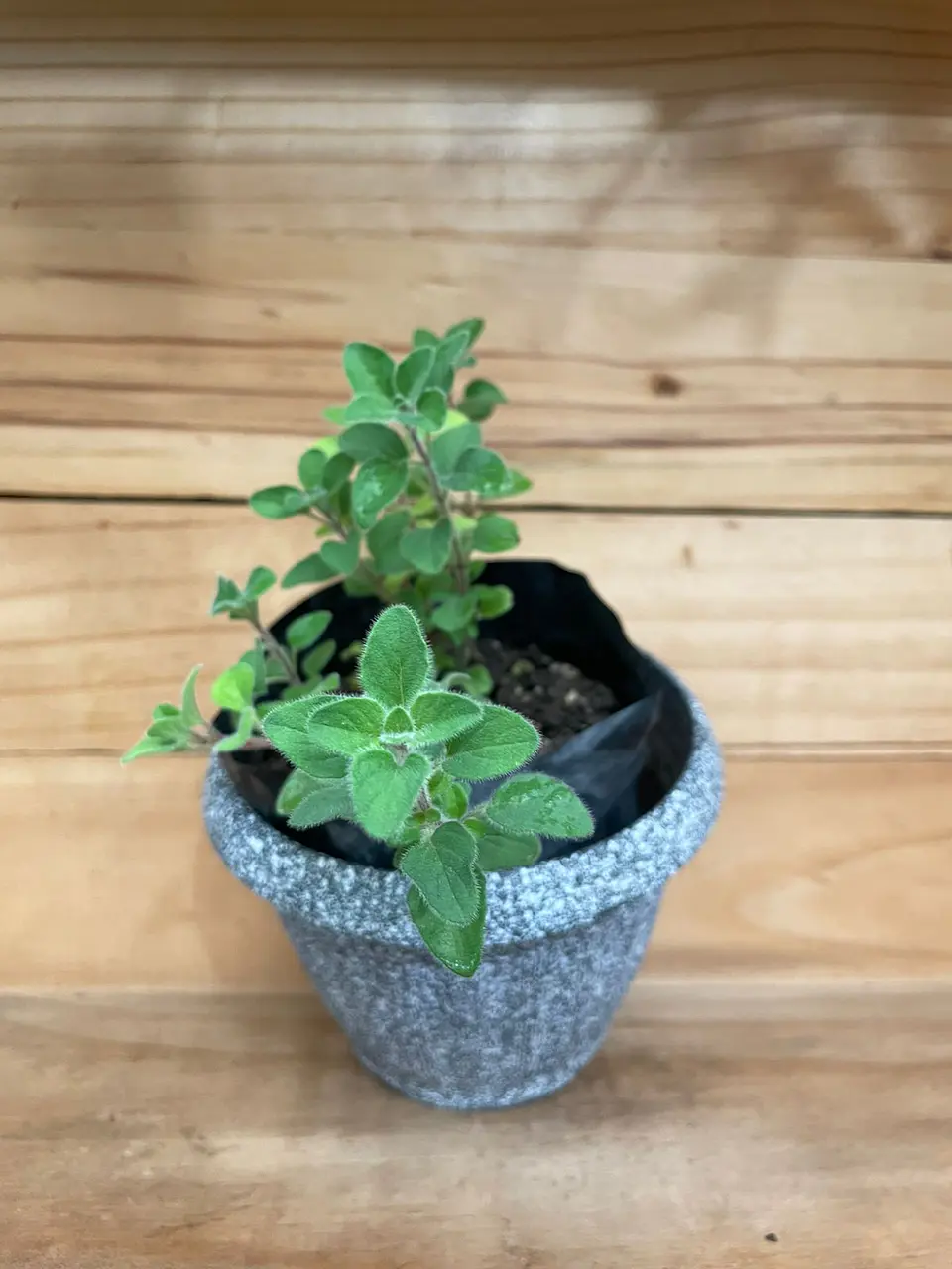 Plantas RV - Orégano tamaño S / (sin maceta) 1