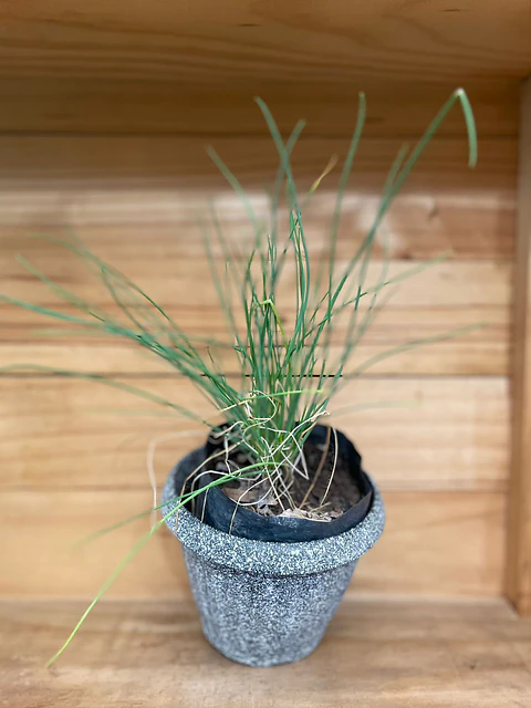 Plantas RV - Cibullete