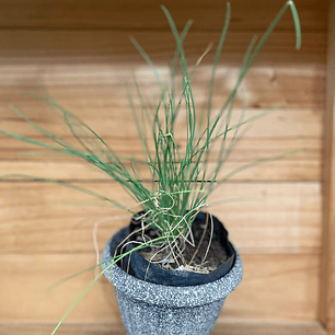 Plantas RV - Cibullete