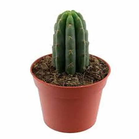 Plantas RV - Cactus San pedro tamaño S 