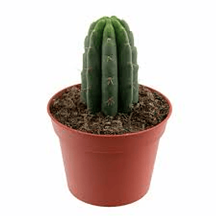 Plantas RV - Cactus San pedro tamaño S 