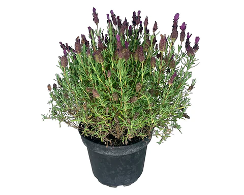 Plantas RV - Lavanda Stoecha tamaño M / Retiro en tienda 