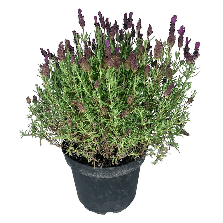Plantas RV - Lavanda Stoecha tamaño M / Retiro en tienda  1