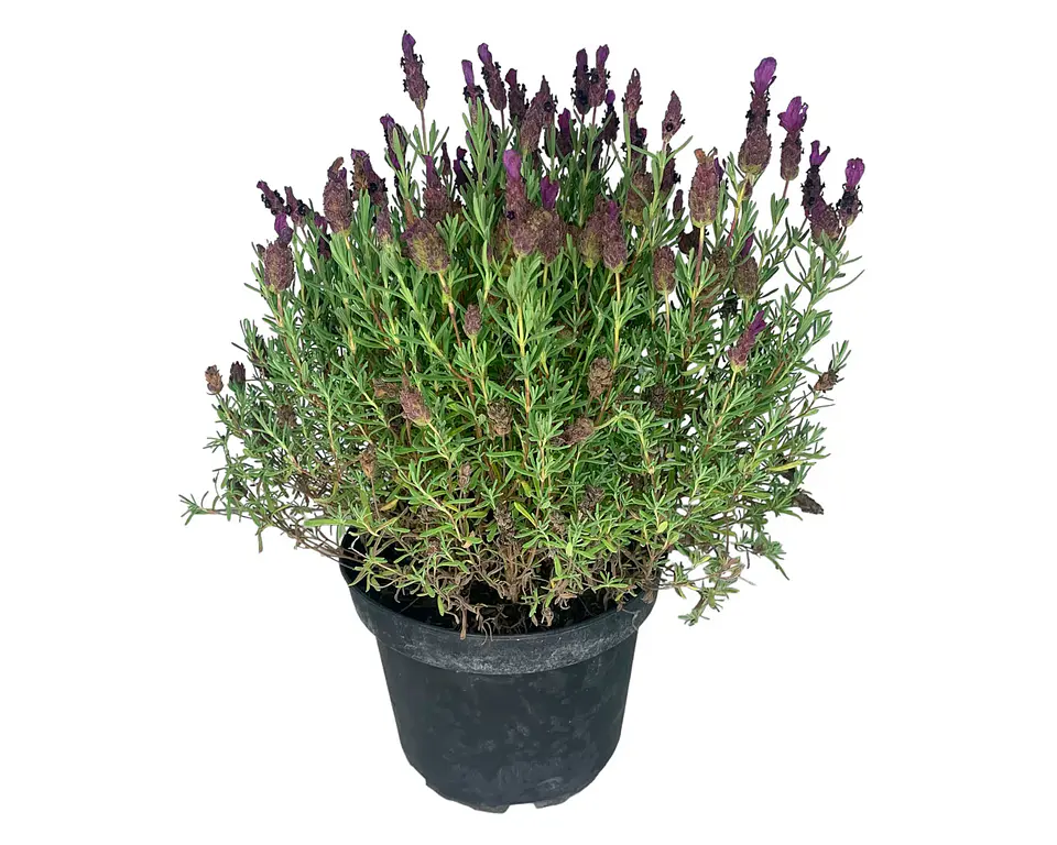 Plantas RV - Lavanda Stoecha tamaño M / Retiro en tienda  1