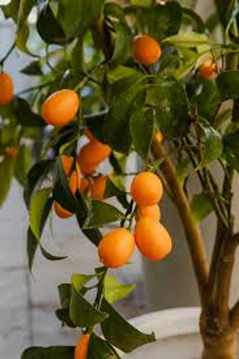 Plantas RV - Kumquat