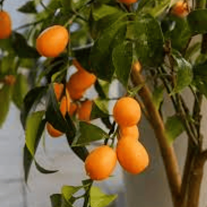 Plantas RV - Kumquat 1