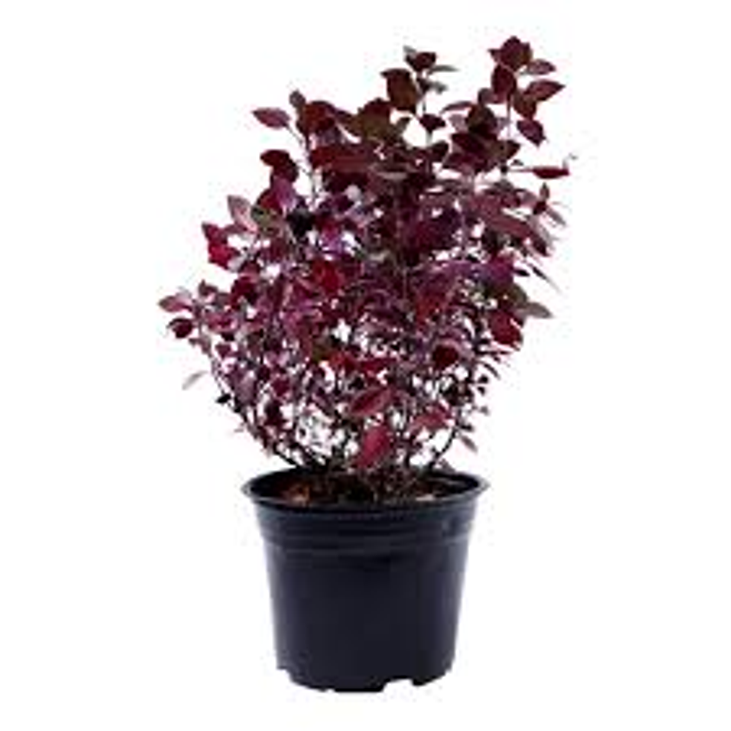 Plantas RV - Alternanthera 1