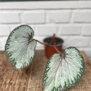 Plantas RV - Begonia Rex Silver