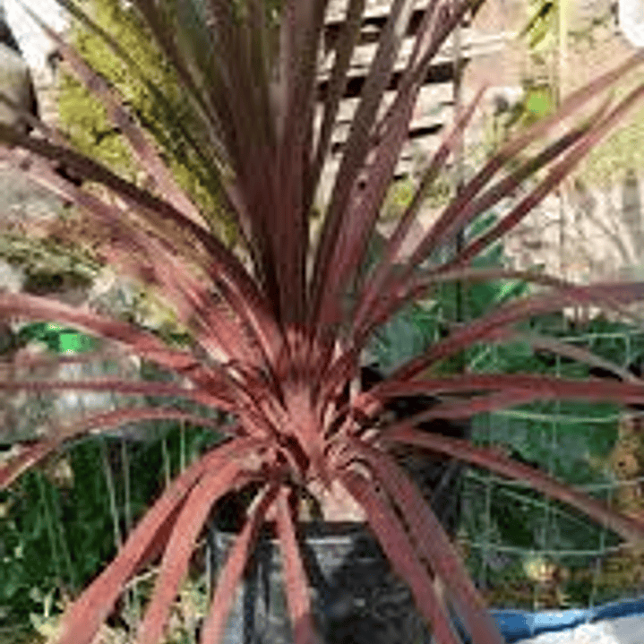 Plantas RV - Dracena roja  1