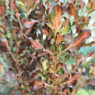 Plantas RV - Coprosma tricolor
