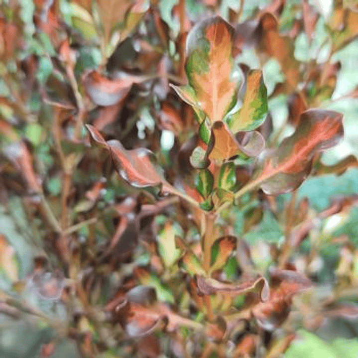 Plantas RV - Coprosma tricolor 1