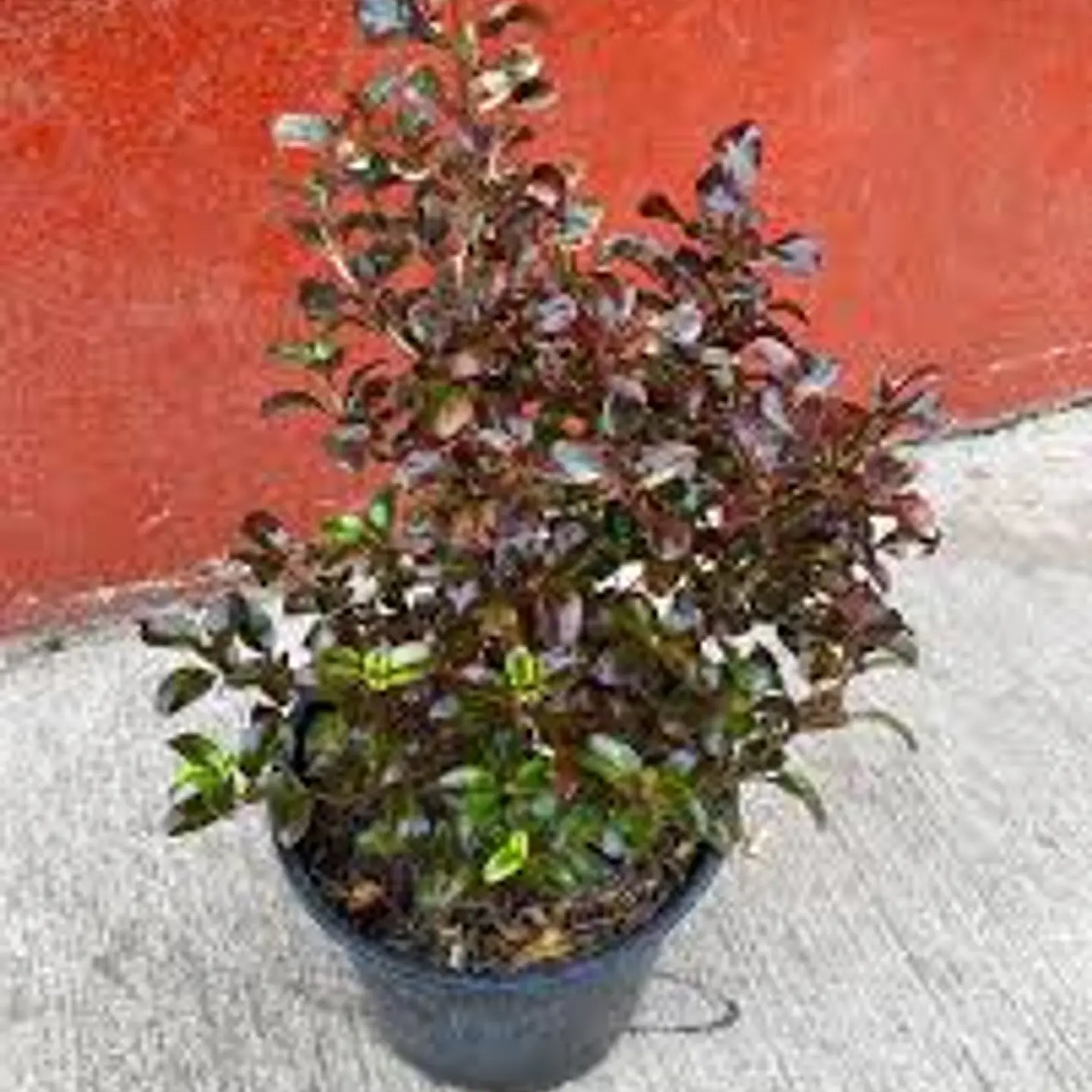 Plantas RV - Coprosma Bicolor tamaño S 1