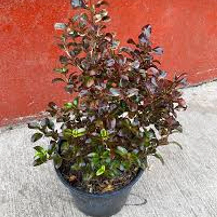 Plantas RV - Coprosma Bicolor tamaño S 1