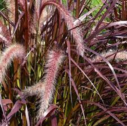 Plantas RV- Pennicetum Rubra