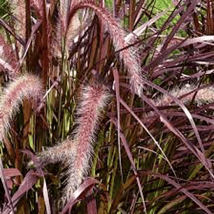 Plantas RV- Pennicetum Rubra