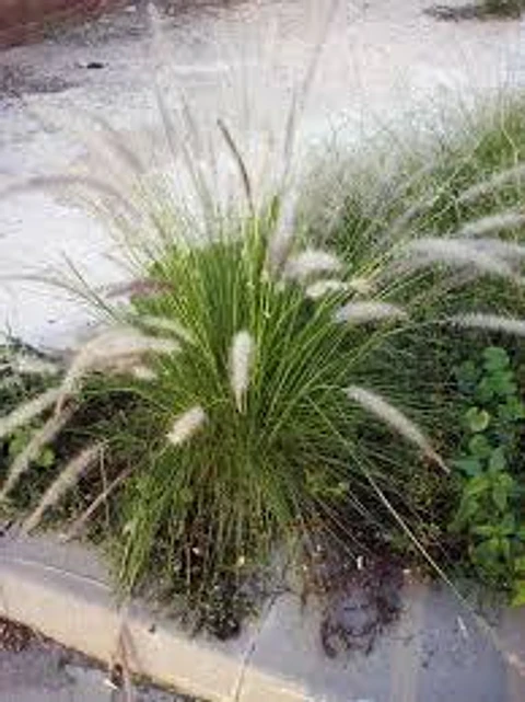 Plantas RV - Pennisetum Verde