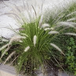 Plantas RV - Pennisetum Verde