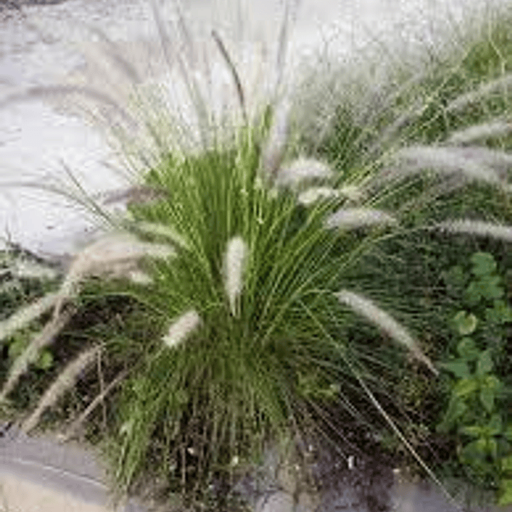Plantas RV - Pennisetum Verde 1