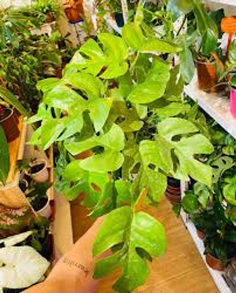 Plantas RV - Rhaphidophora tamaño L