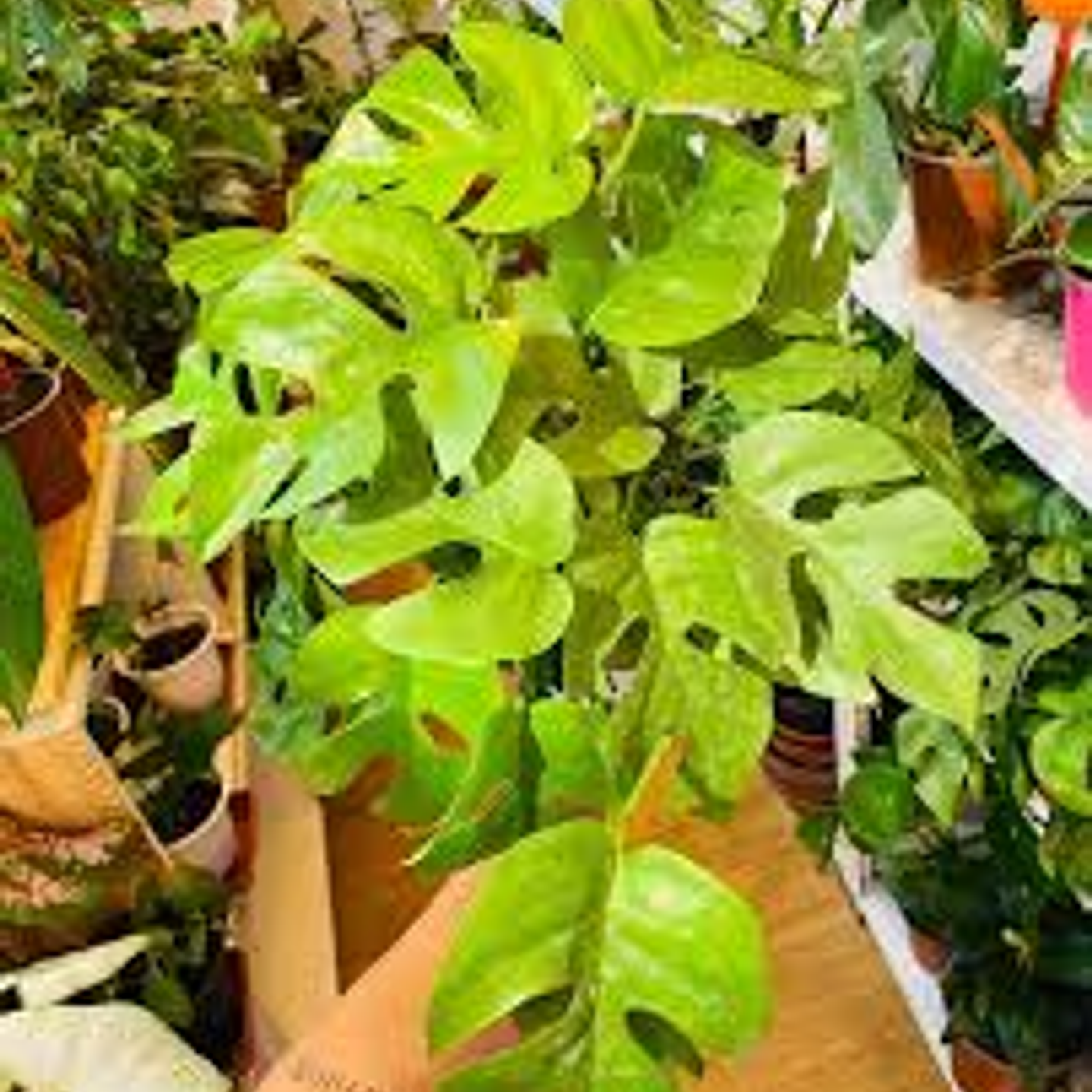 Plantas RV - Rhaphidophora tamaño L 1