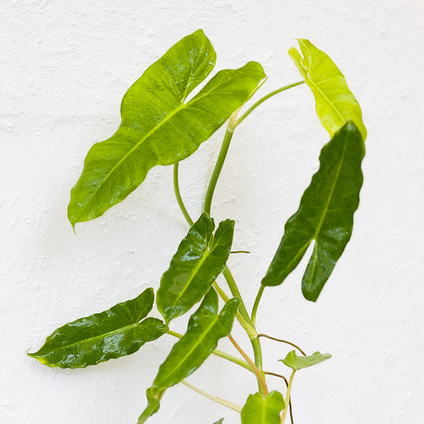 Plantas RV - Filodendro Paraíso Verde 1