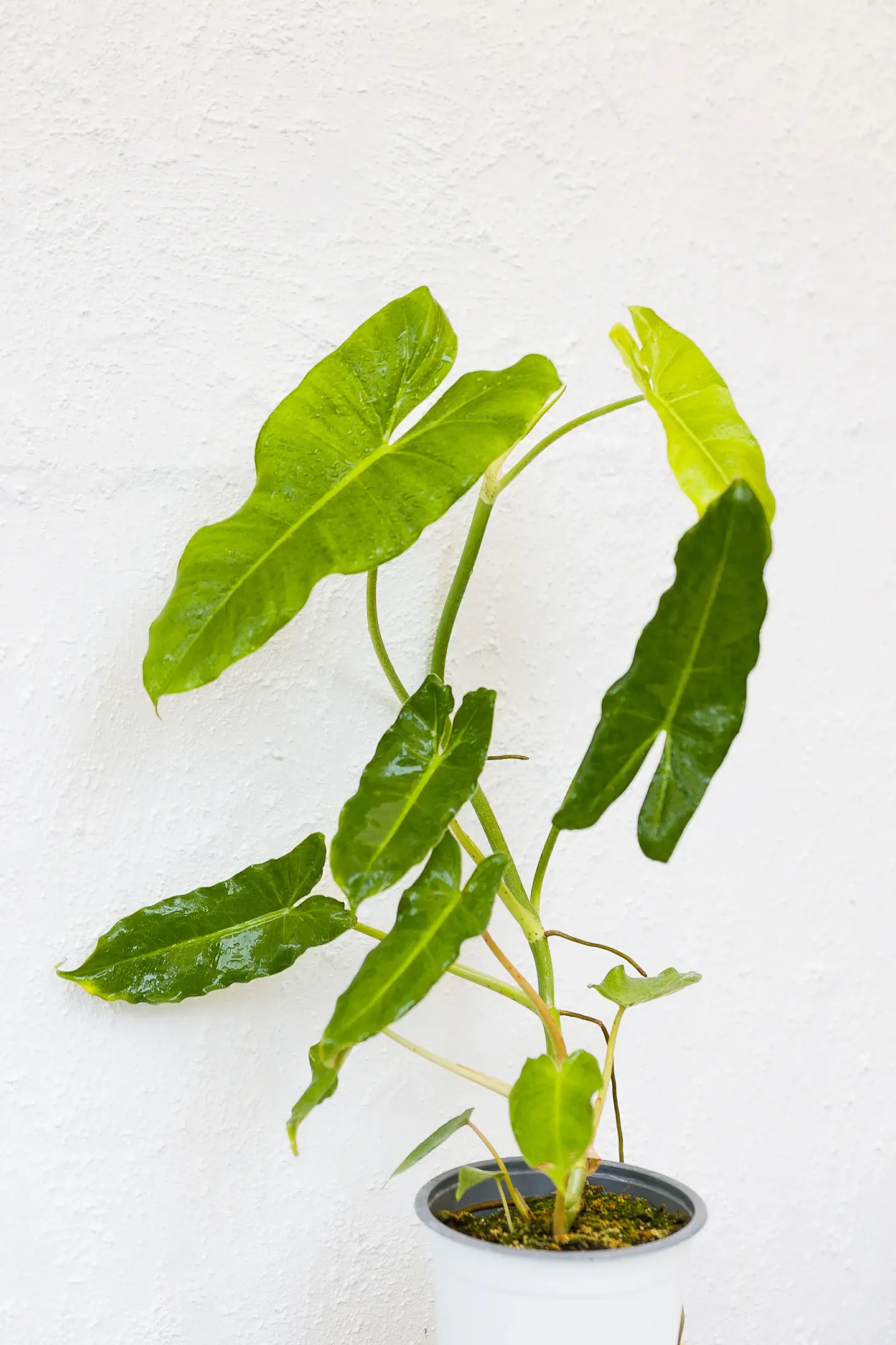 Plantas RV - Filodendro Paraíso Verde 1
