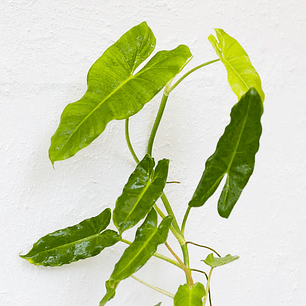 Plantas RV - Filodendro Paraíso Verde