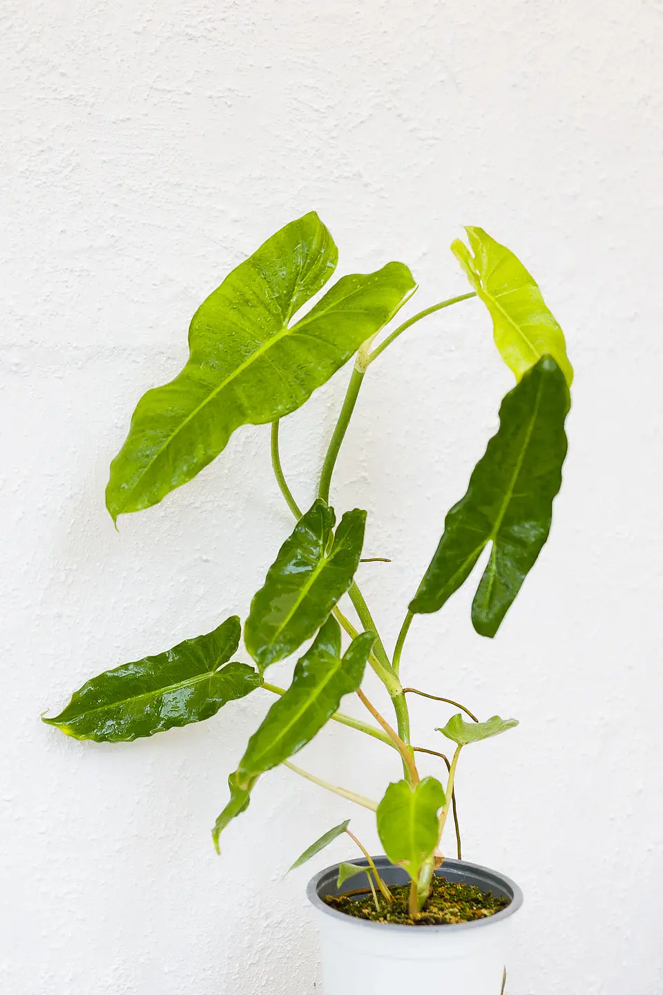 Plantas RV - Filodendro Paraíso Verde 1