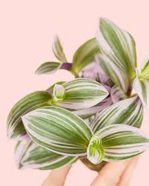 Plantas RV - Tradescantia tamaño S