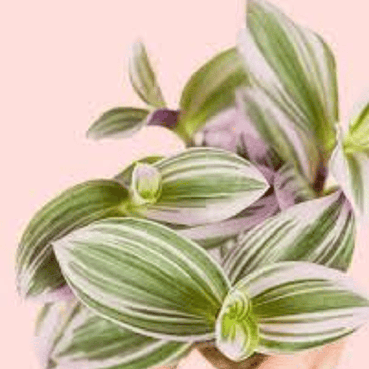 Plantas RV - Tradescantia tamaño S 1
