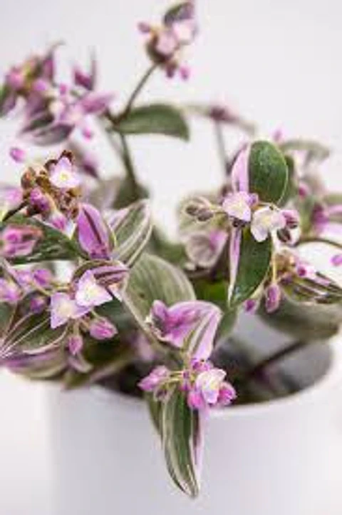 Plantas RV - Tradescantia tamaño M