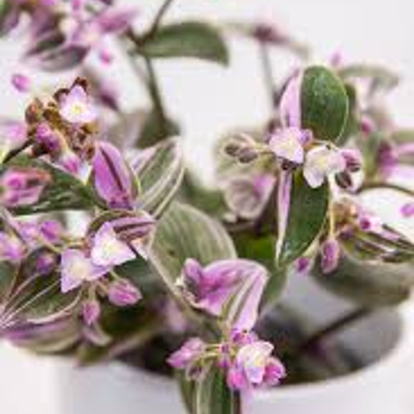 Plantas RV - Tradescantia tamaño M 1