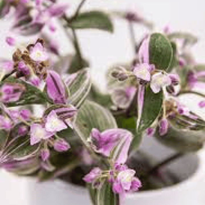 Plantas RV - Tradescantia tamaño M 1