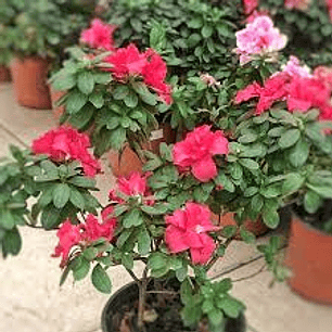 Plantas RV - Azalea tamaño XL  / Retiro solo en tienda