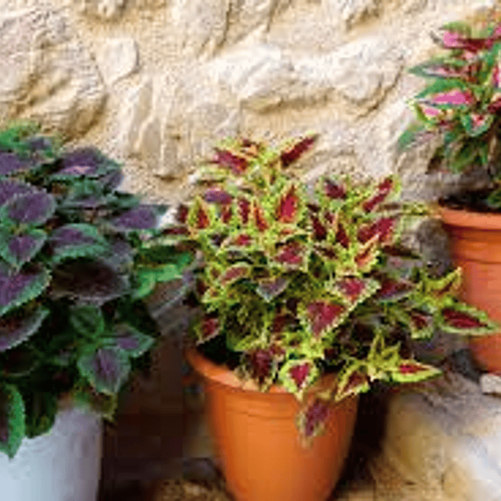 Plantas RV - Coleos tamaño M 1