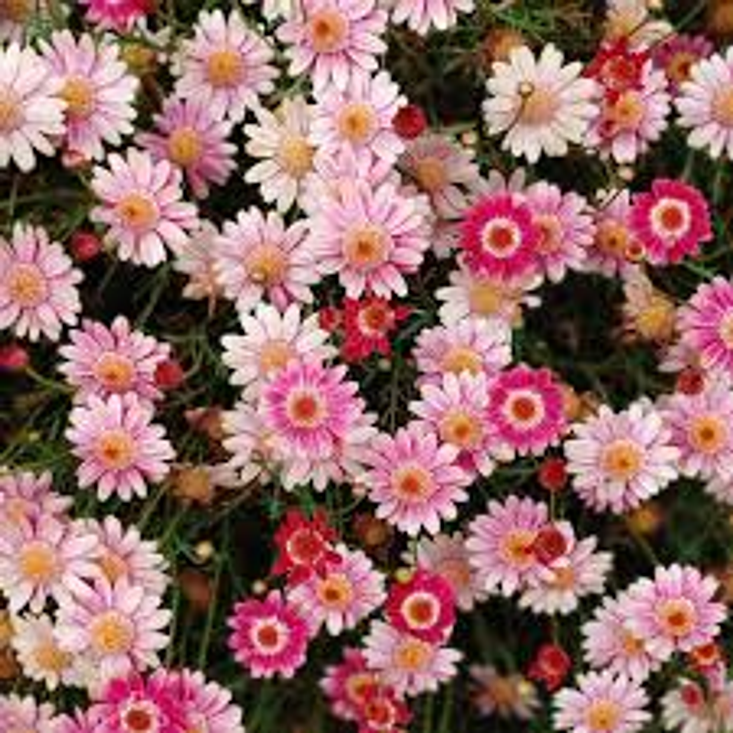 Plantas RV - Argiratemo tamaño M 1