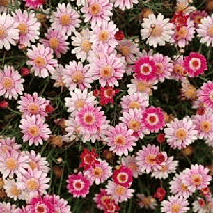 Plantas RV - Argiratemo tamaño M